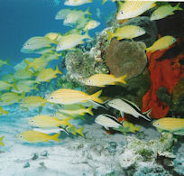 Cozumel Snorkeling