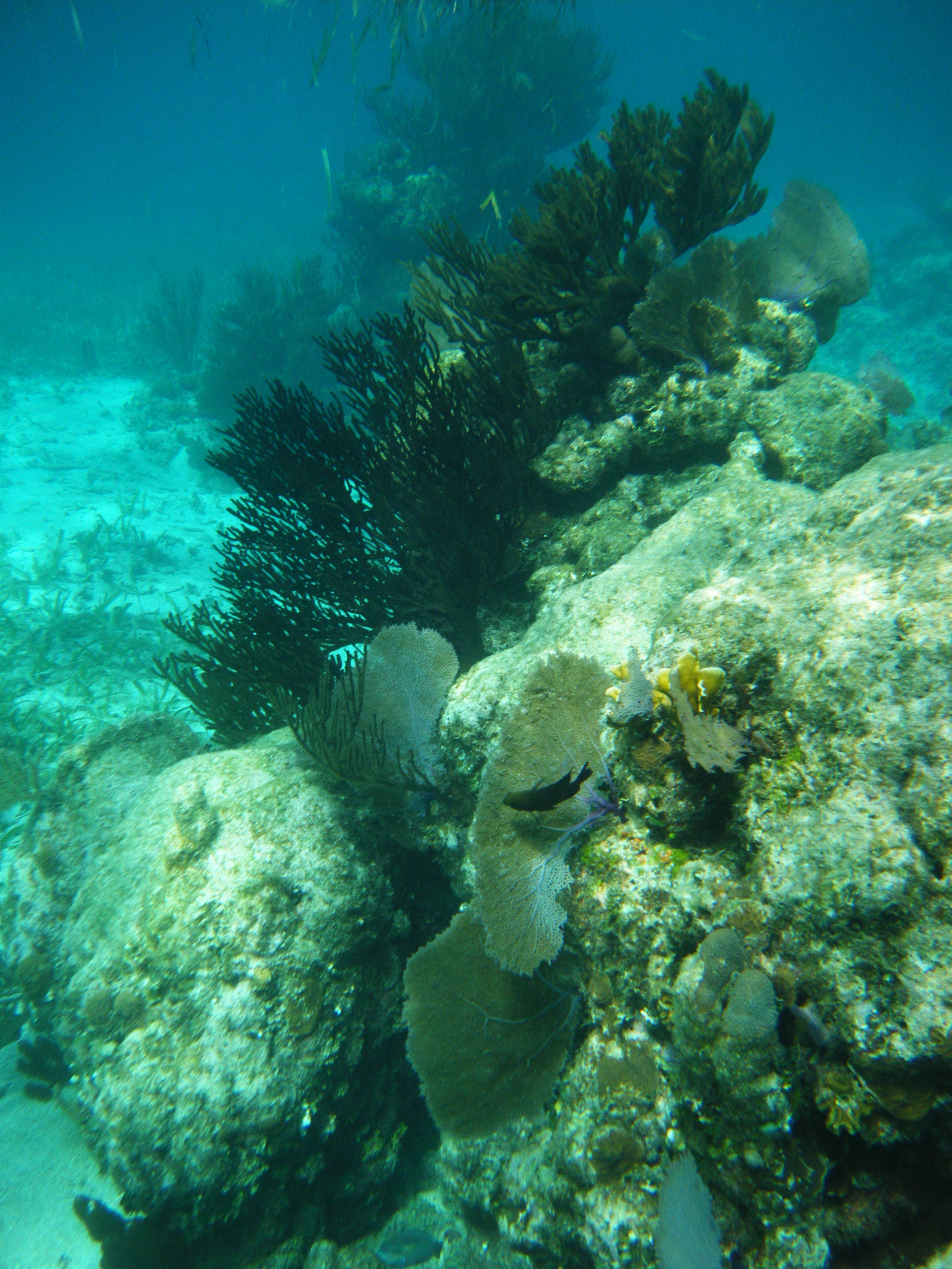 roatan shipwreck