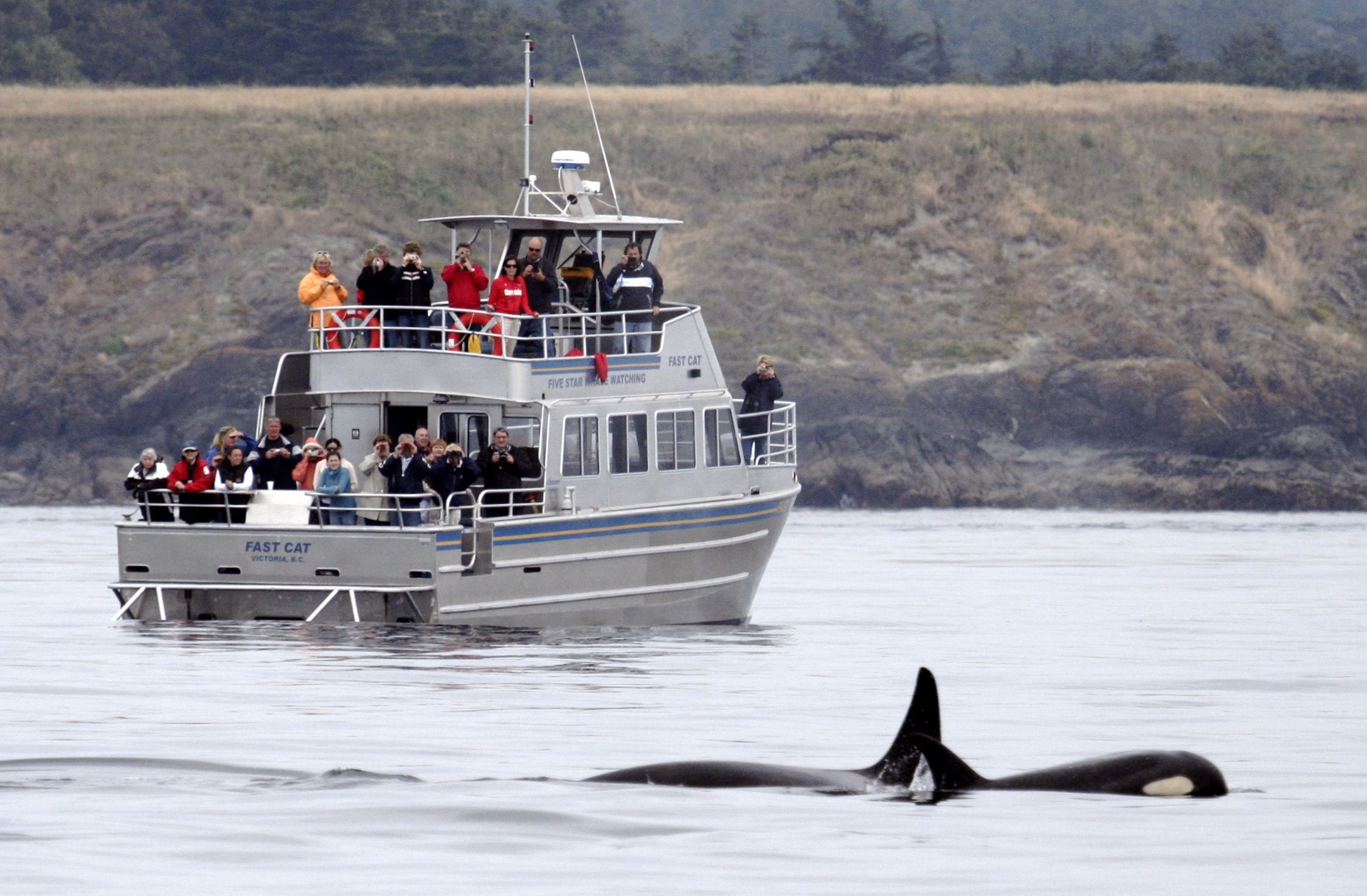 Five Star Whale Watching Tour