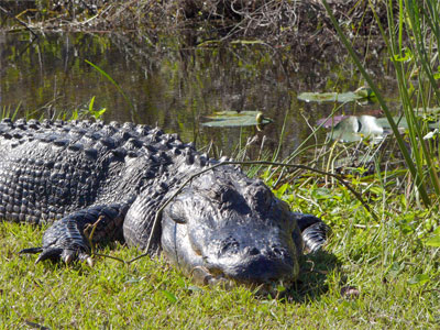 Everglades Tour with Transfer from Pier to Airport or Hotel
