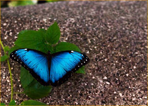 Butterfly Gardens and Coffee Plantation with Lunch