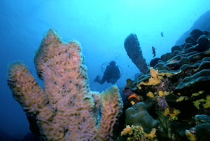 Dive Dominica