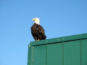 Sitka Cultural Tour plus the Alaska Raptor Center