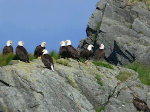 Lighthouse Totems & Eagles Excursions