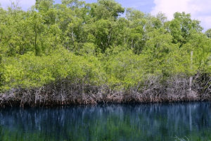 Post-Cruise Everglades Tour with Drop at Ft. Lauderdale Airport 