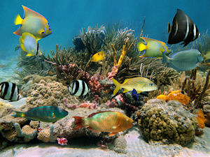 Cozumel and Roatan Adventure Package 