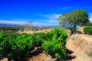 Private Provence Tailor Made By You � half day 