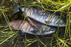 Juneau Salmon Sport Fishing