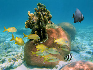 Nassau SUB Adventure Program Observer 