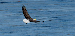 Ketchikan - Surf and Turf Tour