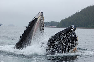 Whale Watching