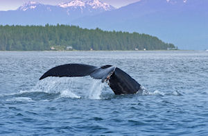 Whale Watching and Salmon Bake Combo