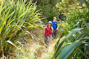 Auckland Guided Wilderness Walk