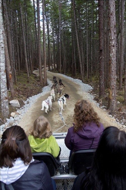 Best Skagway Sled Dog Discovery & Musher's Camp Shore Excursion at