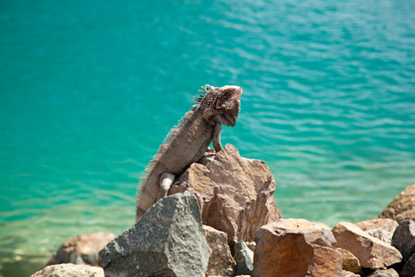 Cayman jeep adventure #4